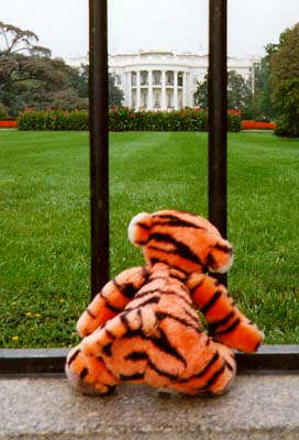 tigger and the minarets