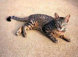tabby cat