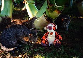Tigger and friends