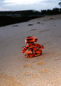 tigger tracks in the sand