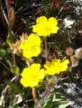 buttercups