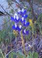 lupine