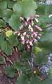 sorrel