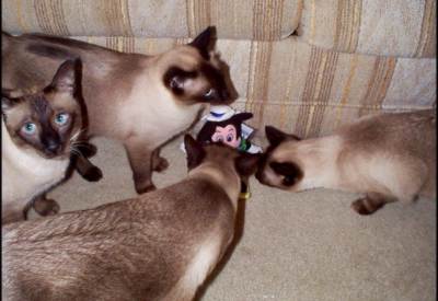 Mickey and Siamese