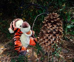 Tigger and pine cone
