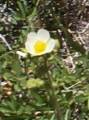 buttercup