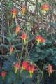 columbine