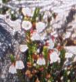 alpine heather