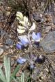 lupine