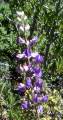 lupine