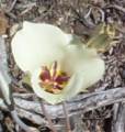 mariposa lily