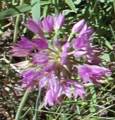 wild onion