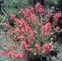 paintbrush