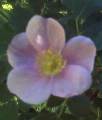wild rose