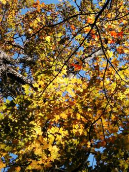 Autumn leaves on Crabtree Falls
	Trail