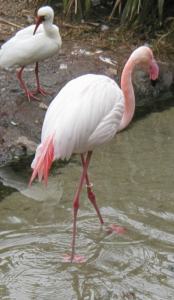 flamingo.jpg