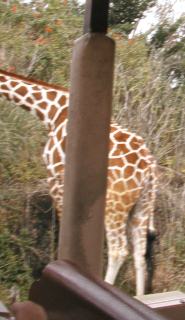 giraffe.jpg