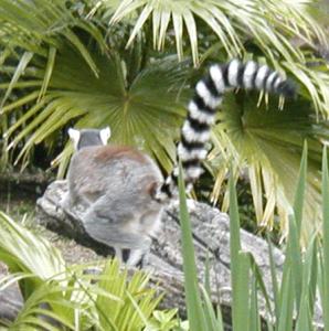 lemur.jpg