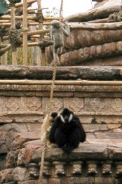 siamangs.jpg