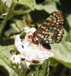 butterfly on a thimbleberry