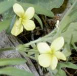 yellow_violets