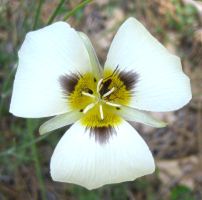 mariposa lily