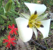 mariposa and indian pink