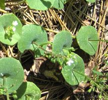 miners_lettuce dicks