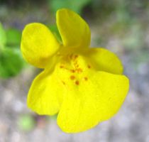 monkeyflower