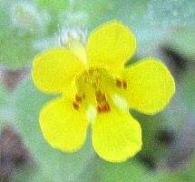musk monkeyflower