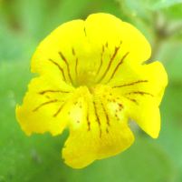 primose_monkeyflower