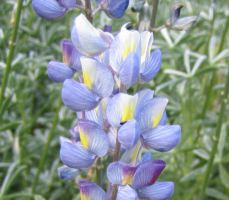 purple_lupine