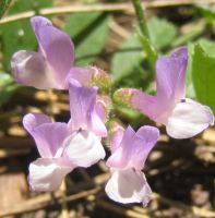 purple_vetch