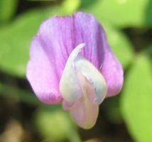 purple_vetch