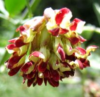 red_flowers brodiaea