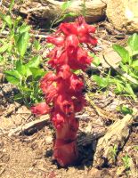 snowplant