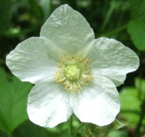 Thimbleberry