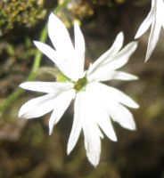woodland star