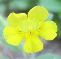 yellow monkeyflower