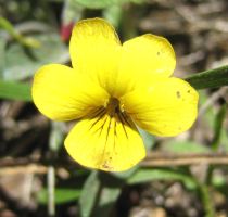 Yellow violet