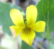 yellow violet