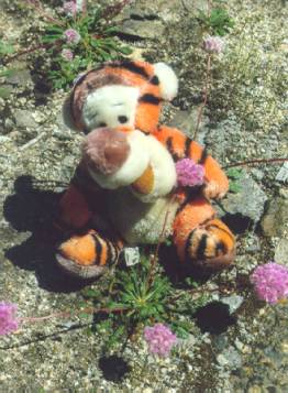 Tigger and pussypaws