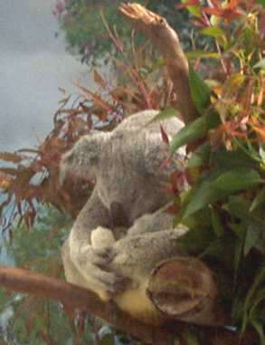 koala bear